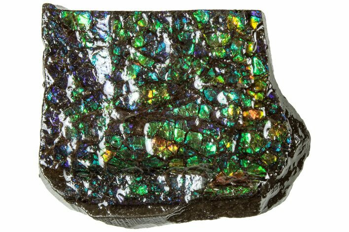 Iridescent Ammolite (Fossil Ammonite Shell) - Alberta #311360